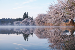 寒桜