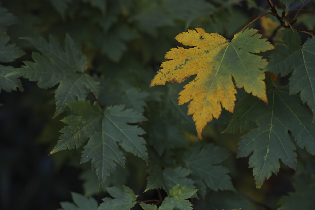 Neutral leaf