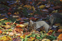 紅葉狩り