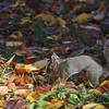 紅葉狩り