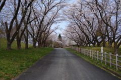 桜路