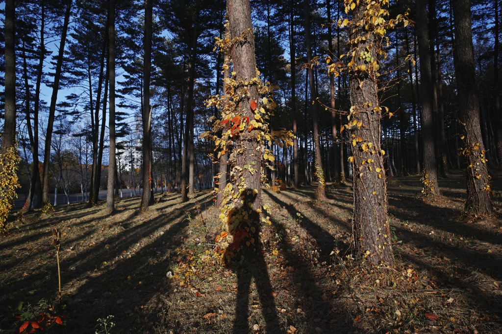 Collect shadows