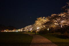 夜桜Ⅲ