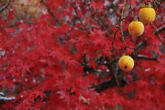 Persimmon