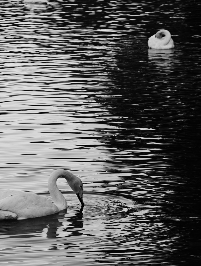 Black ＆ White