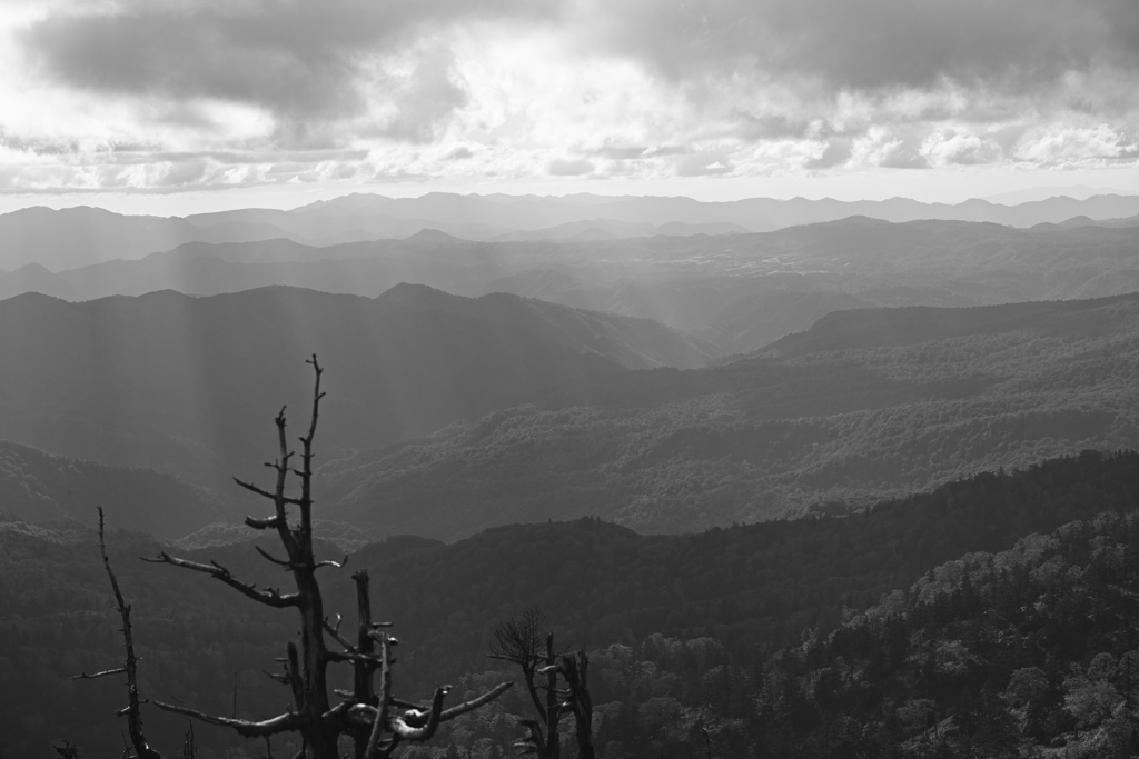 Scenery seen by trees