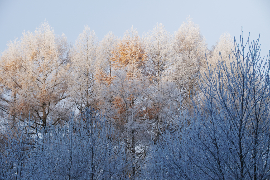 freeze
