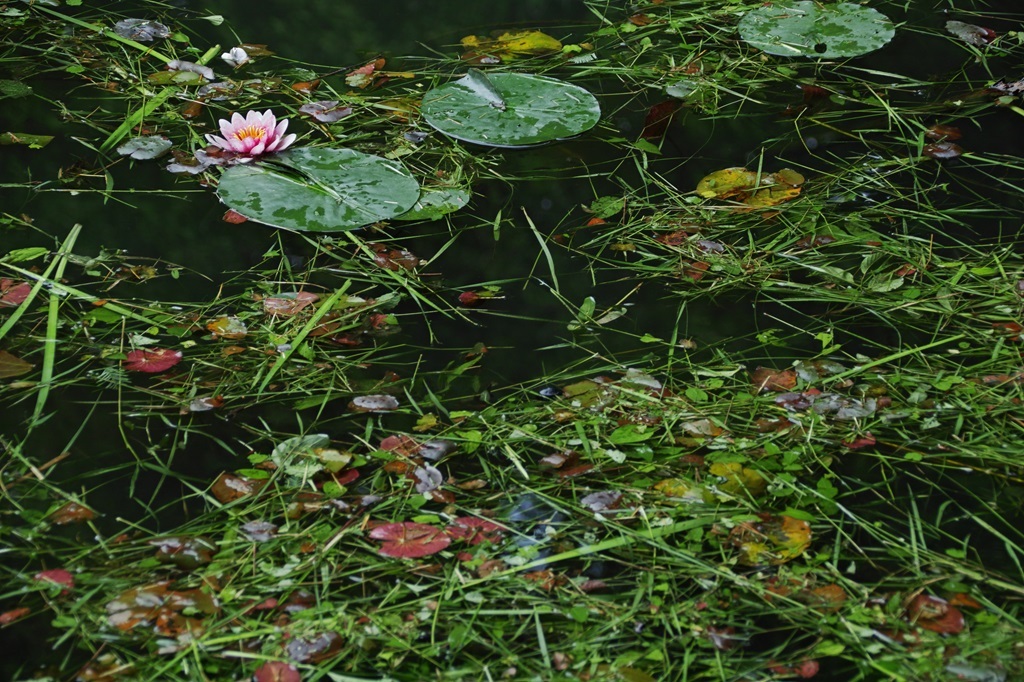 lotus season