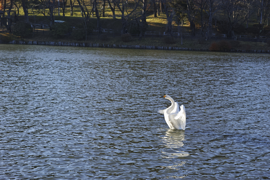 白鳥の湖
