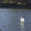 白鳥の湖