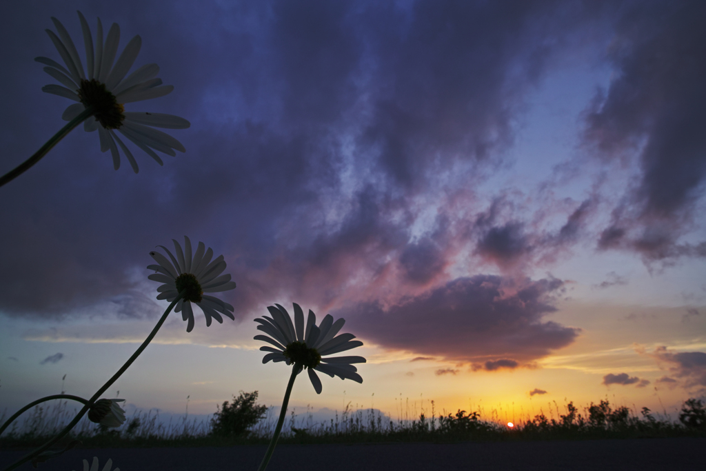 Argyranthemum