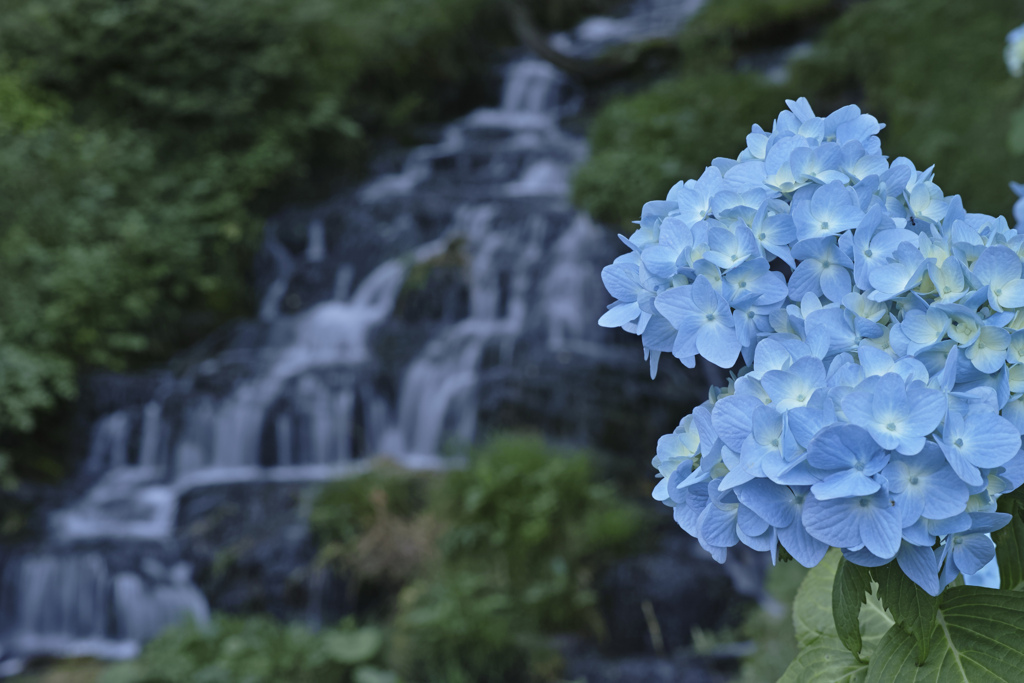 紫陽花に潤いを