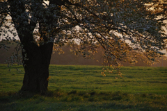 夕光桜