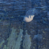 Sea footsteps