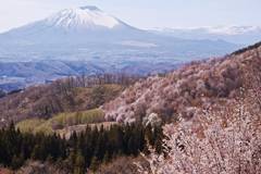 岩手山桜