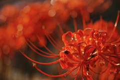 Red spider lily