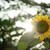 Sunset yellow