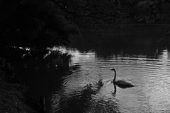 swan monochrome