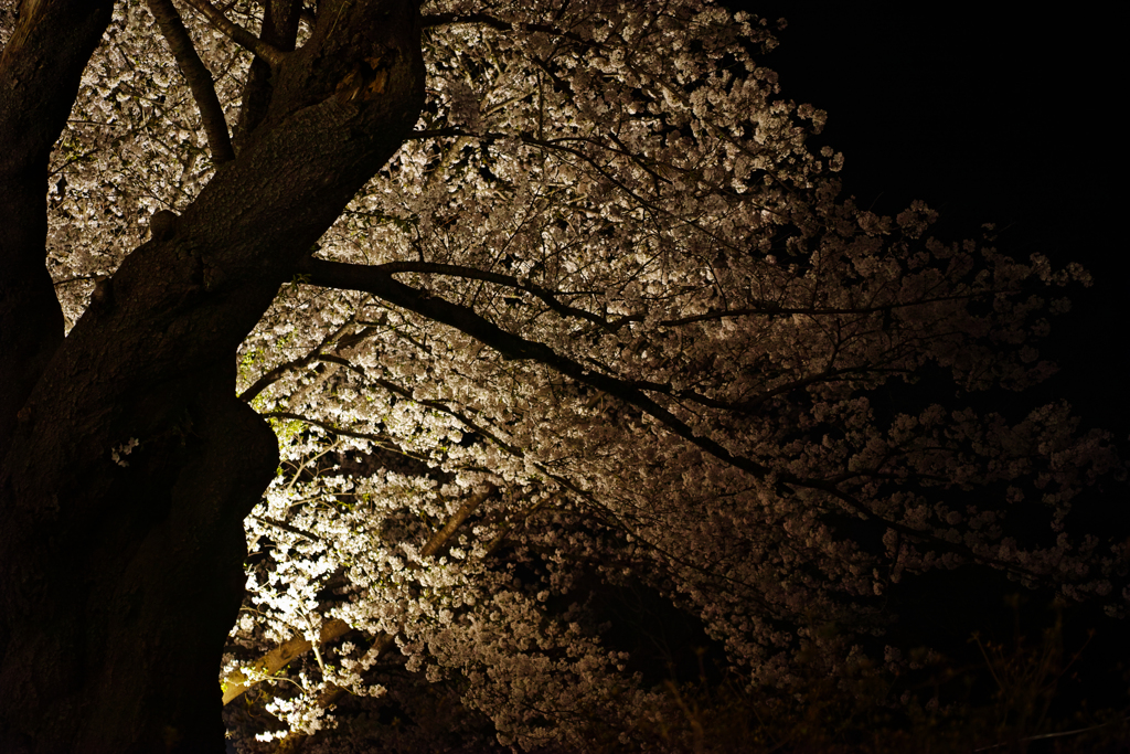 夜桜Ⅱ