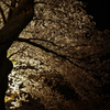 夜桜Ⅱ