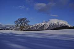 雪桜