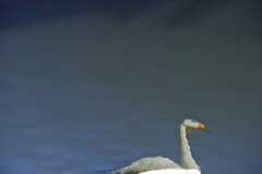 swan…？