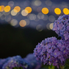 fireflies