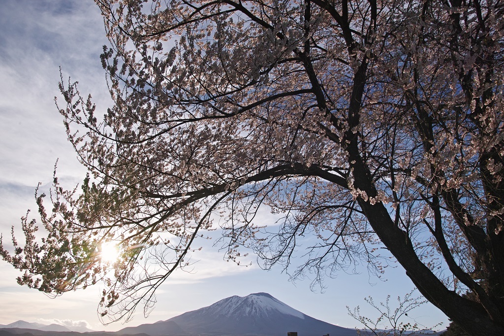 Iwate sakura