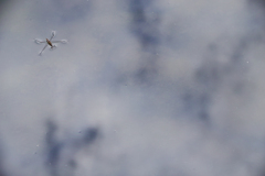 Water strider
