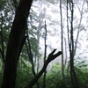 forest guide