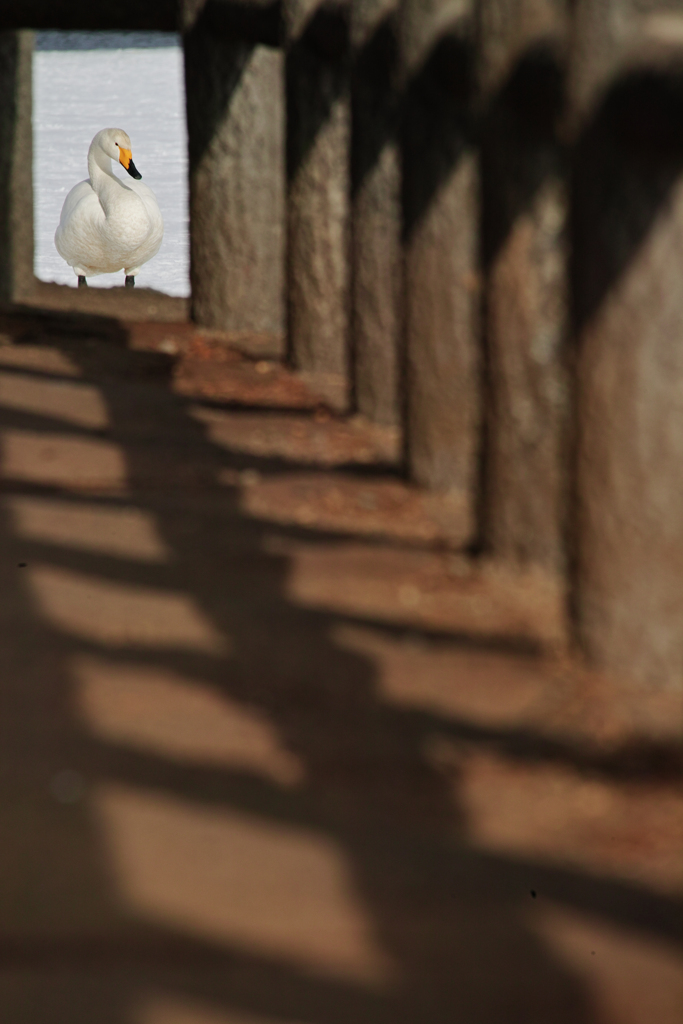 a swan