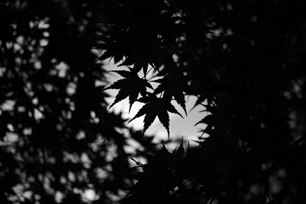 Black leaves