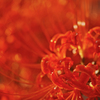 Passion red