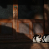 Two cat gods