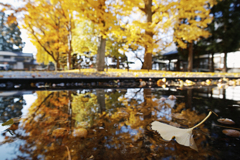 reflection