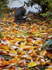 Autumn cat