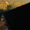 Autumn line