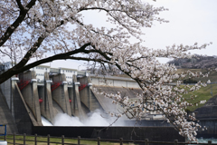 流水桜