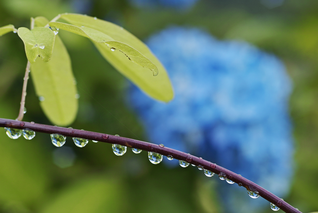 Blue after the rain