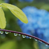Blue after the rain