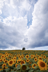 Autumn sunflower