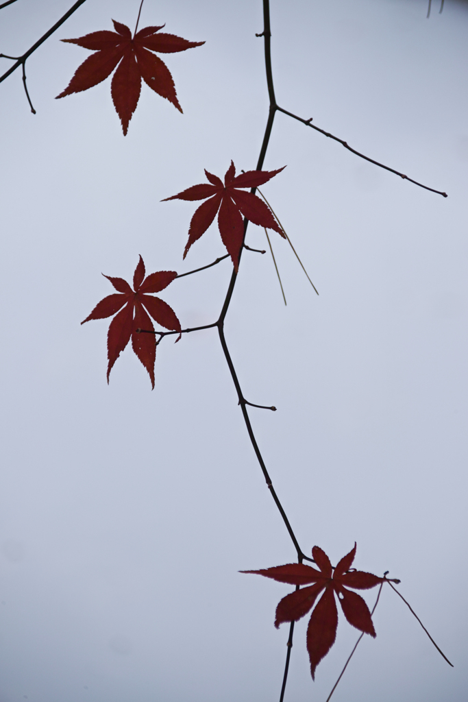 紅葉おろし