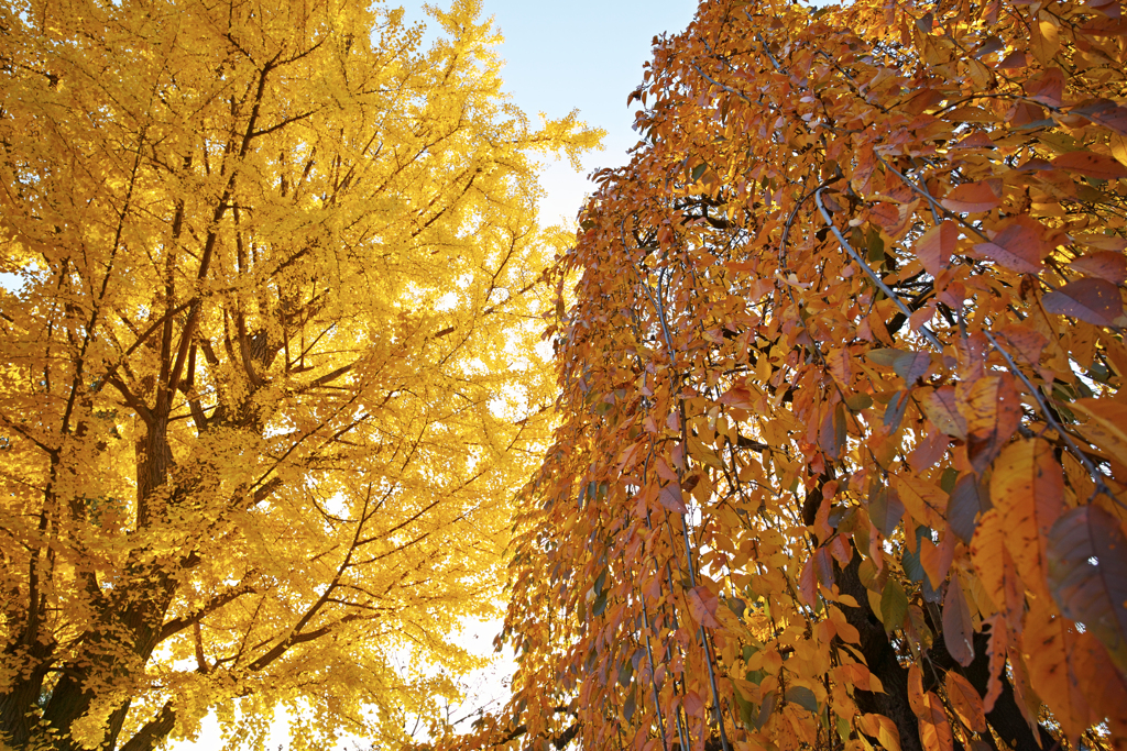 Trees
