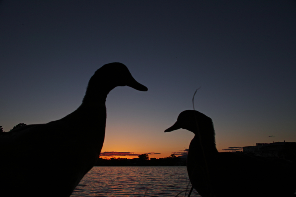ducks