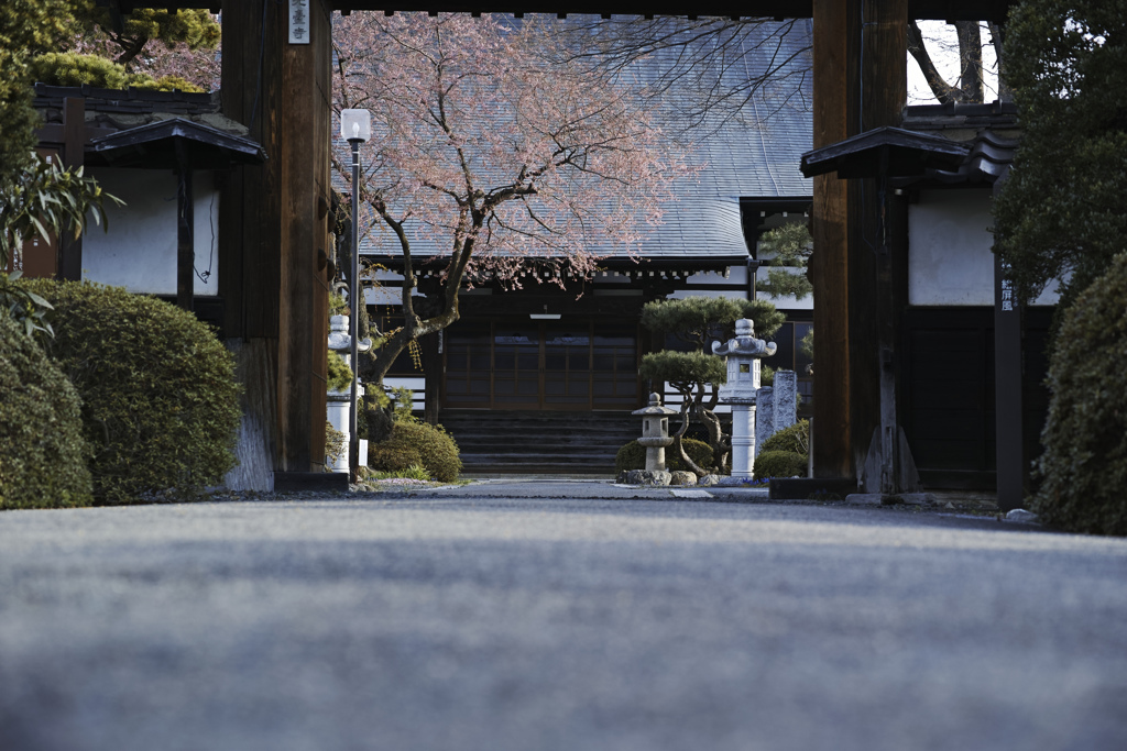 門ザクラ