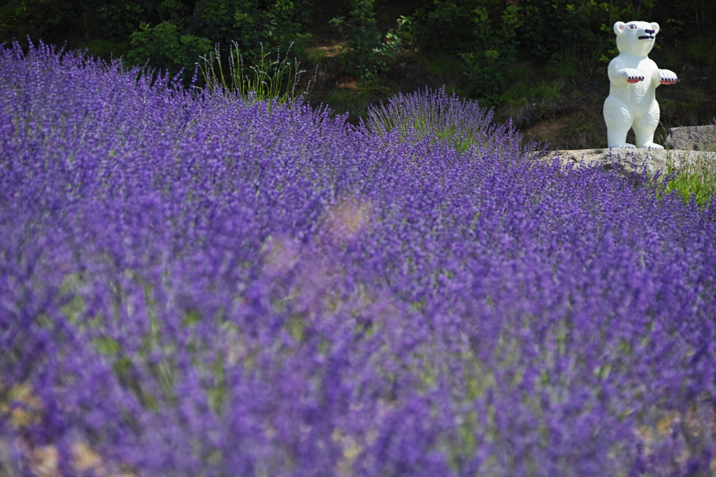 Forest of Art and Flowers