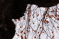 Fruits & shadow