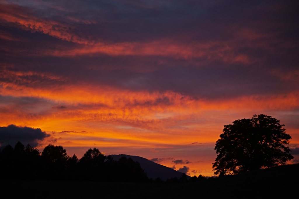 A burning tree