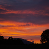 A burning tree