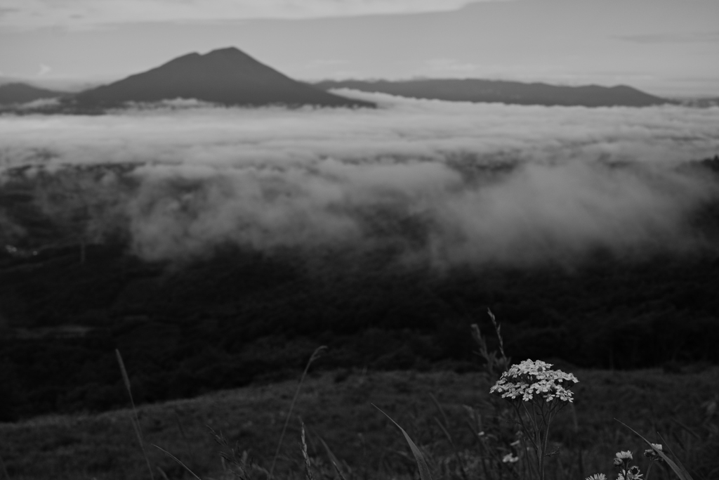 Let's make the sea of ​​clouds bloom